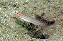 To FishBase images (<i>Amblygobius nocturnus</i>, Hong Kong, by Gomen See@114°E Hong Kong Reef Fish Survey)