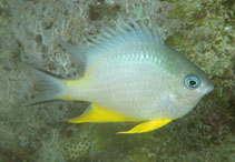 To FishBase images (<i>Amblyglyphidodon orbicularis</i>, Fiji, by Randall, J.E.)