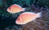 To FishBase images (<i>Amphiprion perideraion</i>, Philippines, by Wilkie, M.)