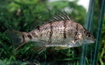 To FishBase images (<i>Amniataba percoides</i>, Australia, by Aland, G.)