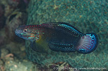 To FishBase images (<i>Amblygobius phalaena</i>, Hong Kong, by Eric Keung@114°E Hong Kong Reef Fish Survey)