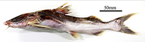To FishBase images (<i>Amphiarius phrygiatus</i>, Brazil, by Rotundo, M.M.)