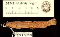 To FishBase images (<i>Amphilius pulcher</i>, Congo, by MNHN)