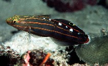 To FishBase images (<i>Amblygobius rainfordi</i>, Indonesia, by Randall, J.E.)