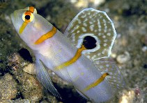 To FishBase images (<i>Amblyeleotris randalli</i>, Indonesia, by Petrinos, C.)