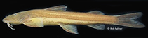 Image of Amphilius rheophilus 