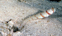 To FishBase images (<i>Amblyeleotris rhyax</i>, Indonesia, by Randall, J.E.)
