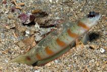 To FishBase images (<i>Amblyeleotris rubrimarginata</i>, Indonesia, by Malaer, P.)