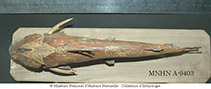 To FishBase images (<i>Amphiarius rugispinis</i>, French Guiana, by MNHN)