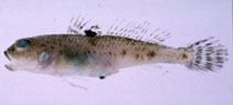 To FishBase images (<i>Amblychaeturichthys sciistius</i>, Japan, by Suzuki, T.)