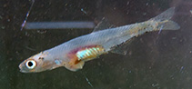 Image of Amazonsprattus scintilla (Rio Negro pygmy anchovy)