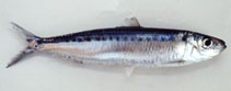 To FishBase images (<i>Amblygaster sirm</i>, by Gloerfelt-Tarp, T.)