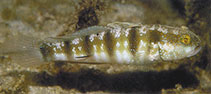 To FishBase images (<i>Amblygobius sphynx</i>, Papua New Guinea, by Steene, R.)