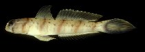 Image of Amblyeleotris stenotaeniata 