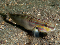 To FishBase images (<i>Amblygobius stethophthalmus</i>, Indonesia, by Ryanskiy, A.)