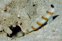 To FishBase images (<i>Amblyeleotris sungami</i>, Jordan, by Herler, J.)