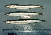 To FishBase images (<i>Ammodytes tobianus</i>, UK Scotland, by Meyer, T.)