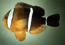 To FishBase images (<i>Amphiprion tricinctus</i>, Marshall Is., by Randall, J.E.)