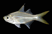 To FishBase images (<i>Ambassis vachellii</i>, Thailand, by Ratmuangkhwang, S.)