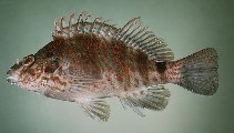 To FishBase images (<i>Amblycirrhitus wilhelmi</i>, Easter I., by Randall, J.E.)