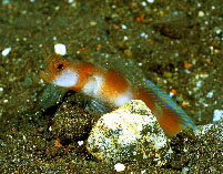 To FishBase images (<i>Amblyeleotris yanoi</i>, Indonesia, by Brett, O.J. / www.tropicalfavourites.com)