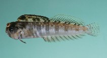 To FishBase images (<i>Antennablennius adenensis</i>, Oman, by Randall, J.E.)