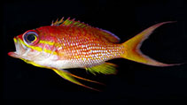 To FishBase images (<i>Anthias asperilinguis</i>, Curaçao I., by Baldwin, C.C.)