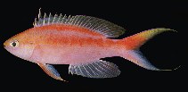 To FishBase images (<i>Pseudanthias aurulentus</i>, Kiribati, by Randall, J.E.)