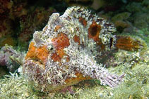 Image of Fowlerichthys avalonis (Roughbar frogfish)