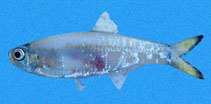 To FishBase images (<i>Anchoviella balboae</i>, El Salvador, by Robertson, R.)