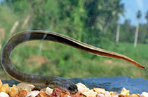 To FishBase images (<i>Anguilla bicolor</i>, Sri Lanka, by Ramani Shirantha)