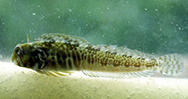To FishBase images (<i>Antennablennius bifilum</i>, Kenya, by Wirtz, P.)