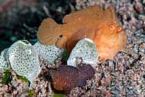 To FishBase images (<i>Antennarius randalli</i>, Philippines, by Honeycutt, K.)