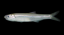 To FishBase images (<i>Anchoviella brevirostris</i>, Brazil, by Macieira, R.M.)