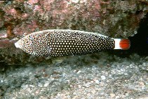 Image of Anampses chrysocephalus (Red tail wrasse)