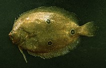 To FishBase images (<i>Ancylopsetta dendritica</i>, Ecuador, by Jimenez Prado, P.)