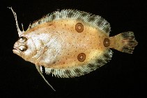 To FishBase images (<i>Ancylopsetta dilecta</i>, by Kolding, J.)