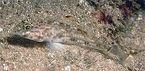 To FishBase images (<i>Ancistrogobius dipus</i>, Philippines, by Allen, G.R.)