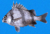 To FishBase images (<i>Anisotremus dovii</i>, Panama, by Allen, G.R.)