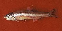 To FishBase images (<i>Anchoa filifera</i>, Brazil, by Carvalho Filho, A.)