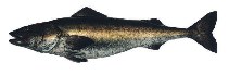 To FishBase images (<i>Anoplopoma fimbria</i>, Canada, by Archipelago Marine Research Ltd.)