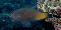 To FishBase images (<i>Anampses geographicus</i>, New Caledonia, by Dubosc, J.)