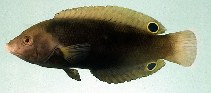 Image of Anampses geographicus (Geographic wrasse)