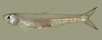 To FishBase images (<i>Anchoviella guianensis</i>, Guyana, by Holm, E.)