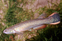 To FishBase images (<i>Anablepsoides hartii</i>, by Vermeulen, F.)