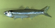 Image of Anchoa hepsetus (Broad-striped anchovy)
