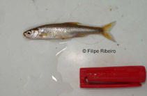 To FishBase images (<i>Anaecypris hispanica</i>, Portugal, by Ribeiro, F.)