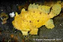 To FishBase images (<i>Antennarius hispidus</i>, Indonesia, by Honeycutt, K.)