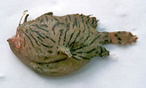 Image of Antennarius indicus (Indian frogfish)