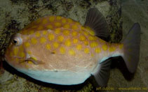 Image of Anoplocapros inermis (Eastern smooth boxfish)